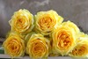 月球漫步玫瑰【我们私奔到月球，让双脚去腾空让我们去感受】简小姐精选 新品A级明媚明黄色奥斯汀玫瑰  月球漫步 9+1枝（防花损）2束包邮 下单48小时发货 商品缩略图7