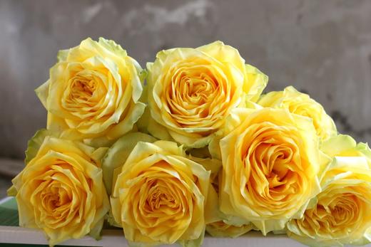 月球漫步玫瑰【我们私奔到月球，让双脚去腾空让我们去感受】简小姐精选 新品A级明媚明黄色奥斯汀玫瑰  月球漫步 9+1枝（防花损）2束包邮 下单48小时发货 商品图7