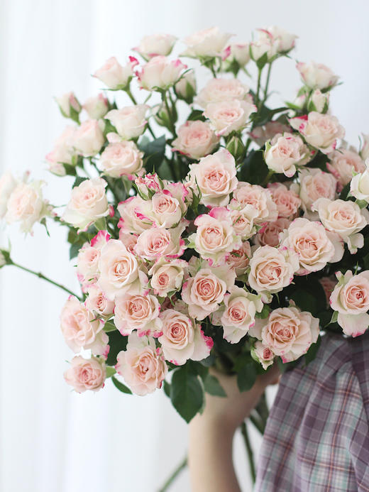 多头玫瑰折射【少女的眼，应该满怀清明大意和温柔阳光】简小姐精选 新品温柔渐变粉色多头玫瑰 折射9+1枝（防花损） 2束包邮 下单72小时发货 商品图7