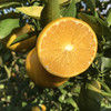 【武皇都爱】皇帝柑 御品贡品 爽脆化渣丹霞山脚下 长在树上的“爆汁橙” 商品缩略图5