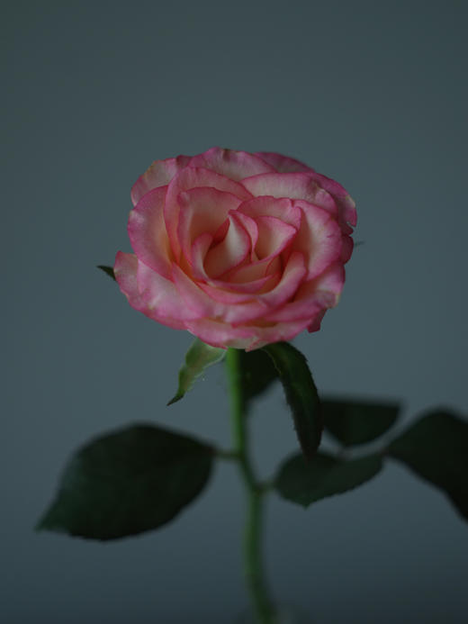 艾莎玫瑰【你生来就值得被爱，这点你无须质疑】简小姐精选 新品超稀有温柔粉色A级玫瑰 艾莎 9+1枝（防花损）2束包邮 下单48小时发货 商品图6