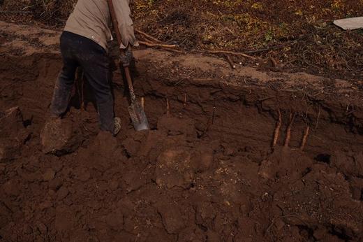 650年老字号杜盛兴2025霜降后新采无农化铁棍山药 商品图5