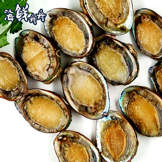 【养殖】超低温 水草小鲍鱼 约20个左右/500g 商品图5