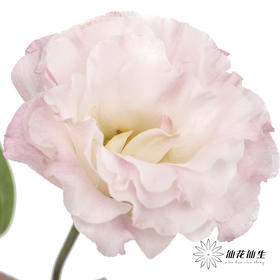 洋桔梗 | 粉香槟