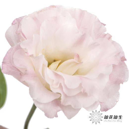 洋桔梗 | 粉香槟 商品图0