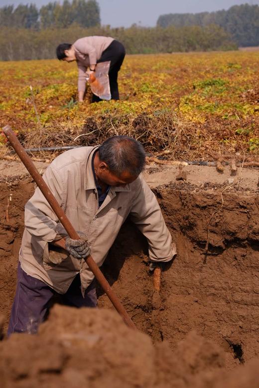 650年老字号杜盛兴2025霜降后新采无农化铁棍山药 商品图9