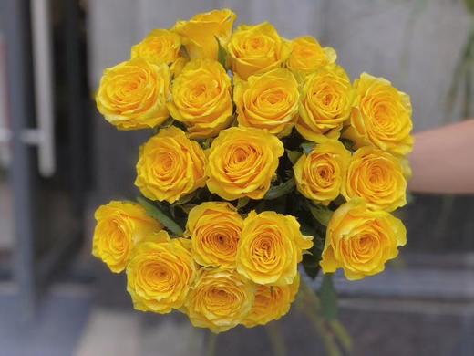 月球漫步玫瑰【我们私奔到月球，让双脚去腾空让我们去感受】简小姐精选 新品A级明媚明黄色奥斯汀玫瑰  月球漫步 9+1枝（防花损）2束包邮 下单48小时发货 商品图12