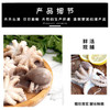 【野生】超低温 八爪鱼 章鱼（活冻去冰）400g/盒 商品缩略图4