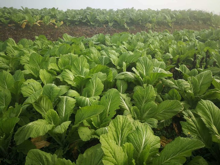 预定藏青稞素包藏青稞馒头手工制作无添加营养粗粮2件包邮