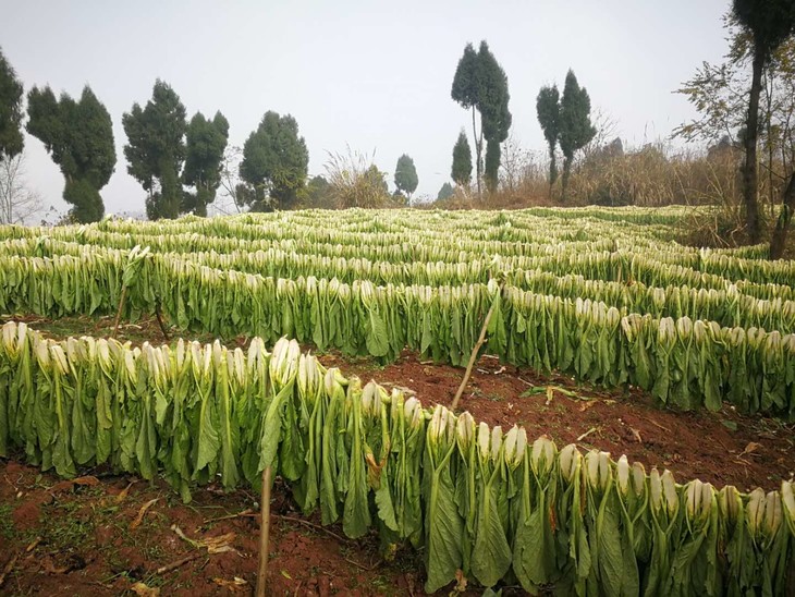 预定藏青稞素包藏青稞馒头手工制作无添加营养粗粮2件包邮