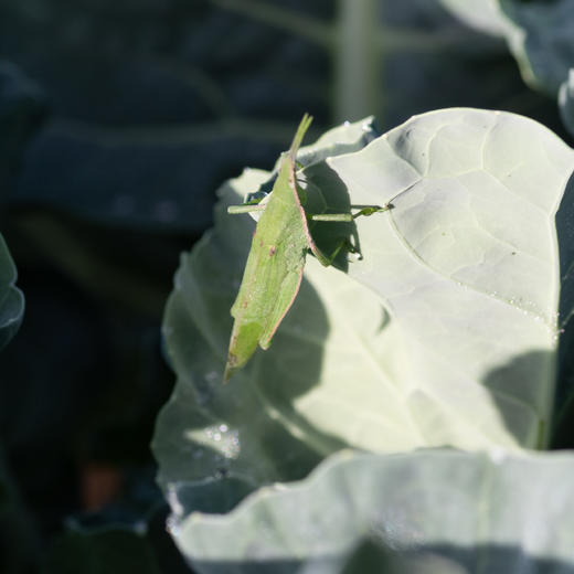 西兰苔 商品图3