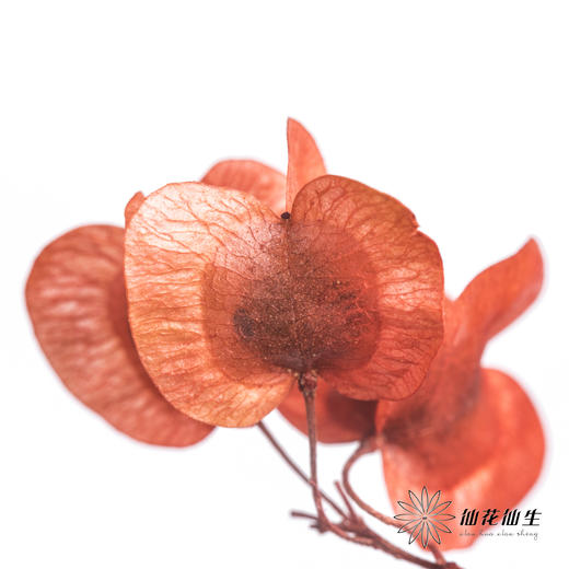 配花 | 染色迎客豆红色（1捆220g左右） 商品图1