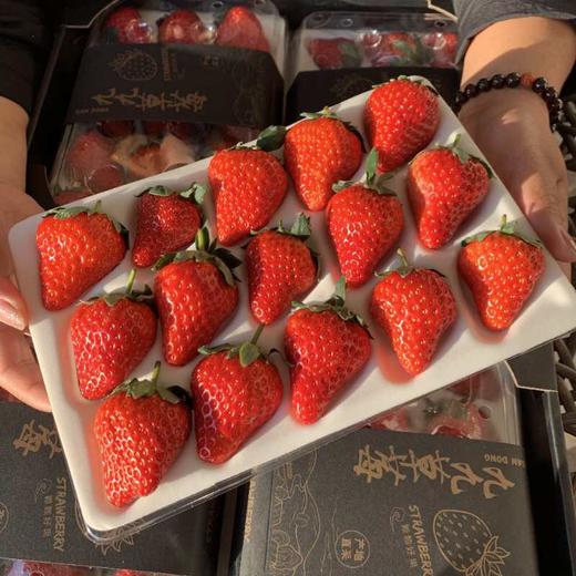 现摘，下单后2-3天到货【丹东东港倾城红颜草莓】约重1.8-2斤，2盒装，来自丹东东港椅圈镇核心产品 商品图7