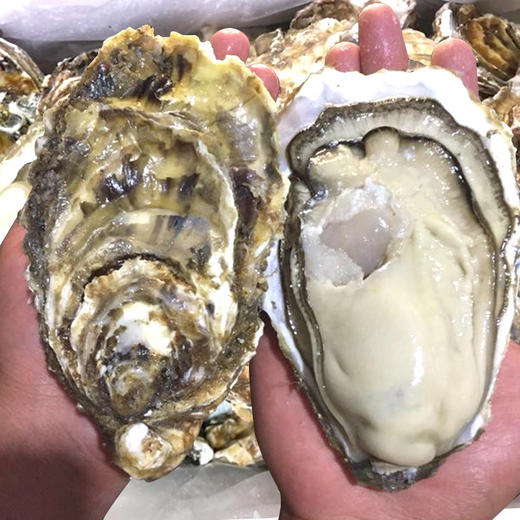 【鲜货现捞，发货周期三至五天】威海·乳山双龟岛鲜活5+ 超大牡蛎 9斤装新鲜带壳海蛎子 商品图5