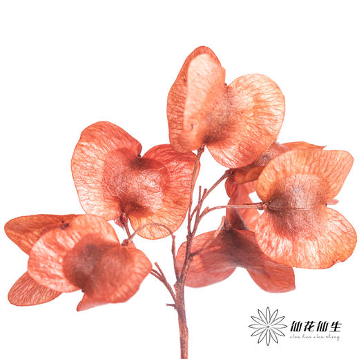 配花 | 染色迎客豆红色（1捆220g左右） 商品图4