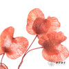 配花 | 染色迎客豆红色（1捆220g左右） 商品缩略图0