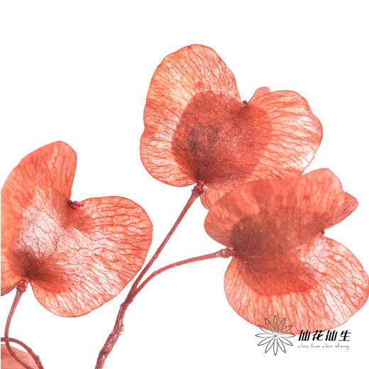 配花 | 染色迎客豆红色（1捆220g左右） 商品图0