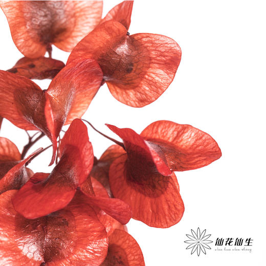 配花 | 染色迎客豆红色（1捆220g左右） 商品图3