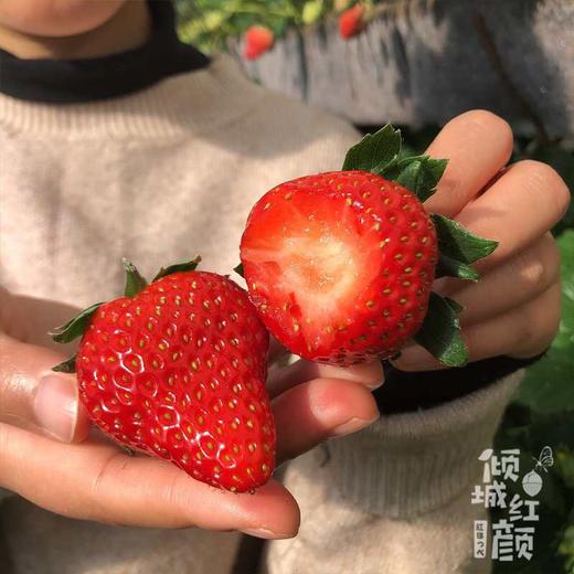 现摘，下单后2-3天到货【丹东东港倾城红颜草莓】约重1.8-2斤，2盒装，来自丹东东港椅圈镇核心产品 商品图2