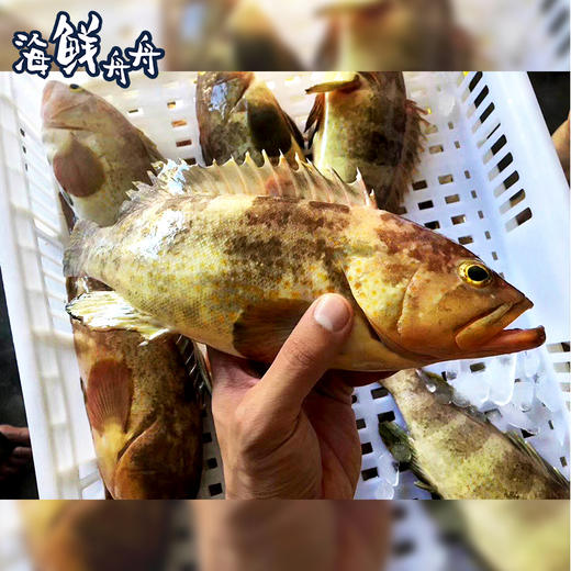 【野生】超低温  海钓活冻石斑鱼 300~500g/条 商品图1