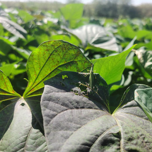 富硒板栗地瓜 高原甜糯红薯 一口惊艳 皮薄无丝 又甜又糯 香气还特别足 |百里食 商品图6