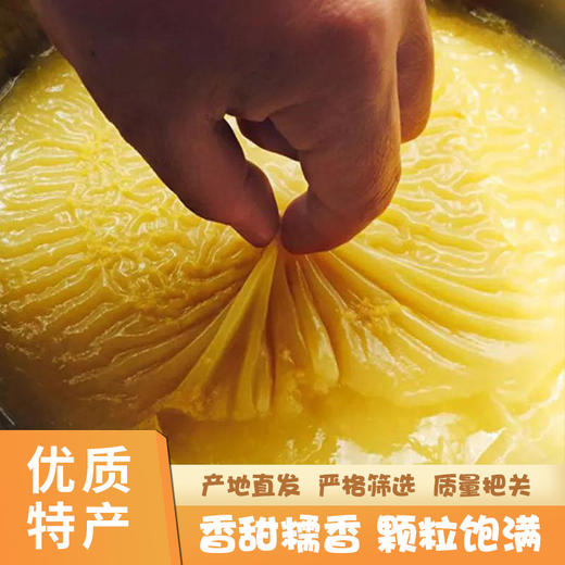 陕北米脂黄小米 商品图1