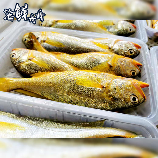 【野生】超低温 正宗海钓小黄花鱼 400g/4-6条 商品图2