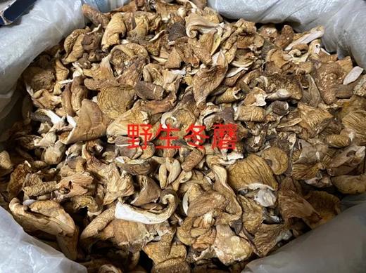 长白山野生蘑菇 商品图2