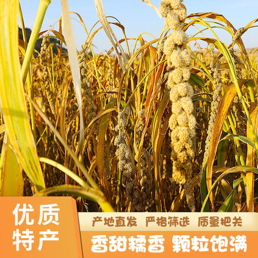 陕北米脂黄小米 商品图3