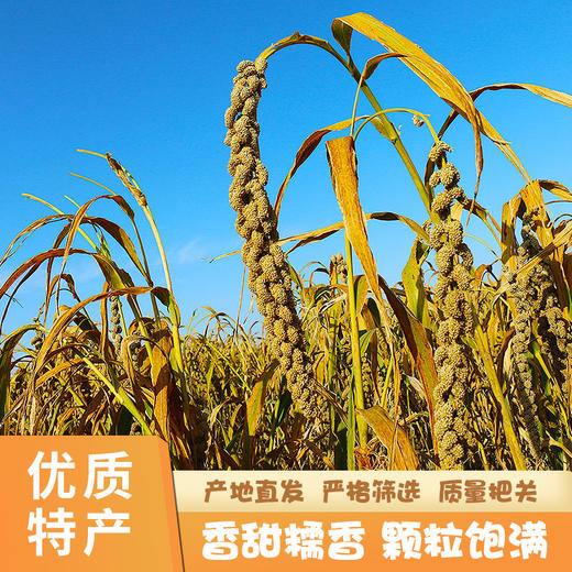 陕北米脂黄小米 商品图4
