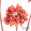 配花 | 染色迎客豆红色（1捆220g左右） 商品缩略图2