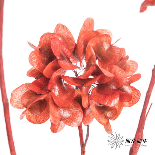 配花 | 染色迎客豆红色（1捆220g左右） 商品图2