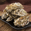 【鲜货现捞，发货周期三至五天】威海·乳山双龟岛鲜活5+ 超大牡蛎 9斤装新鲜带壳海蛎子 商品缩略图4