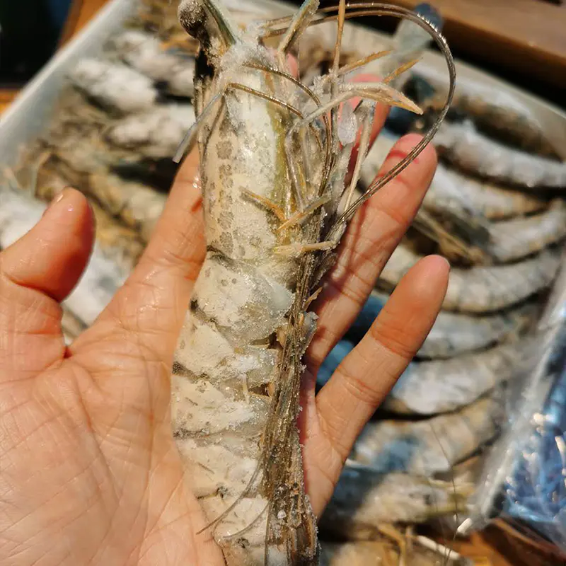 短期团| 马达加斯加老虎虾 虾中爱马仕 尊贵红标 纯净无污染 原装进口