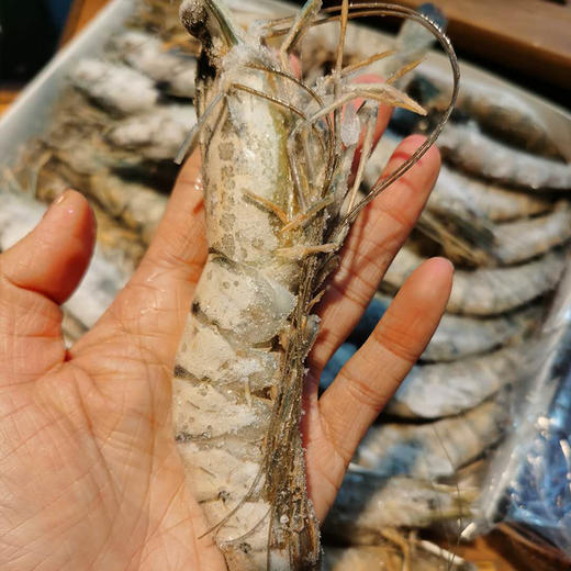 至尊红标 老虎虾礼盒 虾中爱马仕 口感鲜甜Q弹 15-20头超大规格 深海纯净无污染 原装进口 包邮|百里食 0114 商品图8