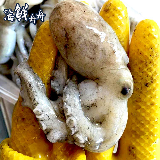 【野生】超低温 八爪鱼 章鱼（活冻去冰）400g/盒 商品图2