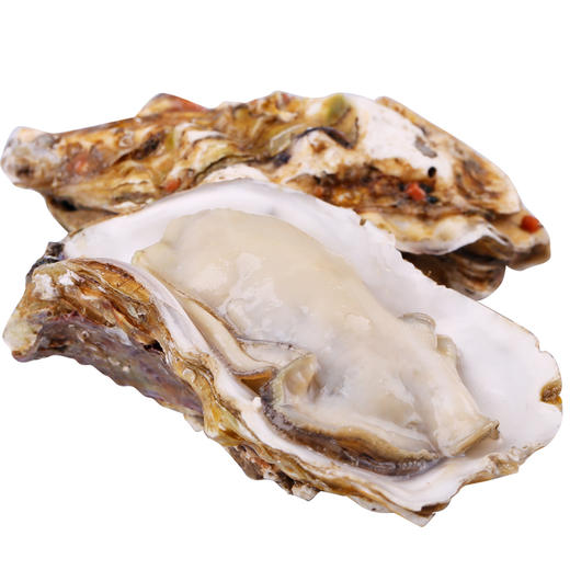 威海·乳山双龟岛鲜活超大（3-4只/斤）牡蛎5/9斤新鲜带壳海蛎子 商品图5