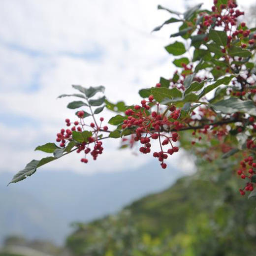 百里的花椒 自然晾晒 没有任何防腐之类 开口无籽 天然麻香 |百里食 商品图7