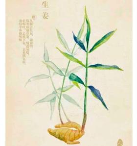 单方精油：生姜 | 根茎类