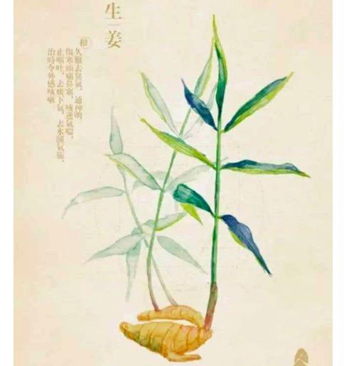 单方精油：生姜 | 根茎类 商品图0