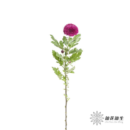 小菊 | 乒乓菊紫色 商品图6