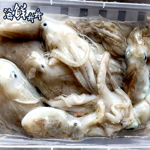 【野生】超低温 八爪鱼 章鱼（活冻去冰）400g/盒 商品图3