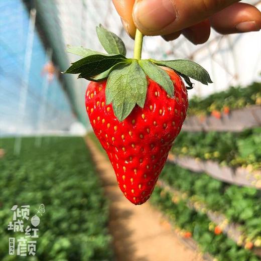 现摘，下单后2-3天到货【丹东东港倾城红颜草莓】约重1.8-2斤，2盒装，来自丹东东港椅圈镇核心产品 商品图8