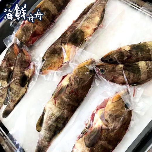 【野生】超低温  海钓活冻石斑鱼 300~500g/条 商品图3