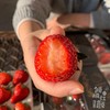 现摘，下单后2-3天到货【丹东东港倾城红颜草莓】约重1.8-2斤，2盒装，来自丹东东港椅圈镇核心产品 商品缩略图3