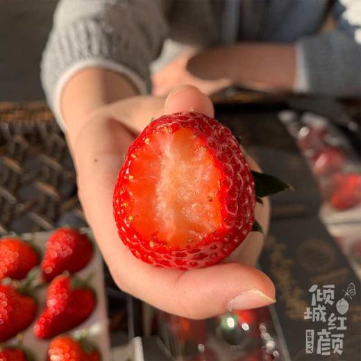 现摘，下单后2-3天到货【丹东东港倾城红颜草莓】约重1.8-2斤，2盒装，来自丹东东港椅圈镇核心产品 商品图3