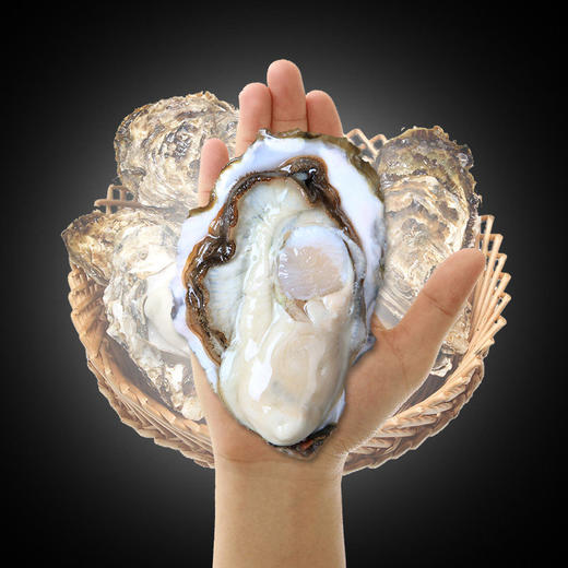 【鲜货现捞，发货周期三至五天】威海·乳山双龟岛鲜活5+ 超大牡蛎 9斤装新鲜带壳海蛎子 商品图3