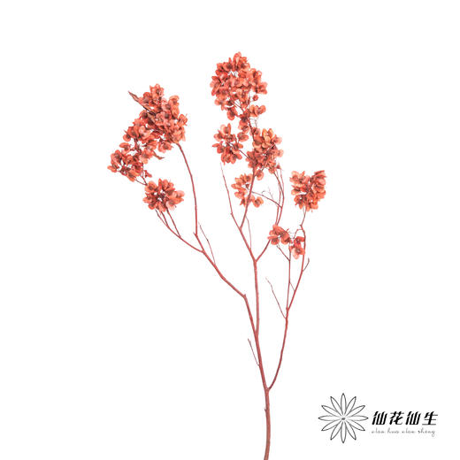 配花 | 染色迎客豆红色（1捆220g左右） 商品图8