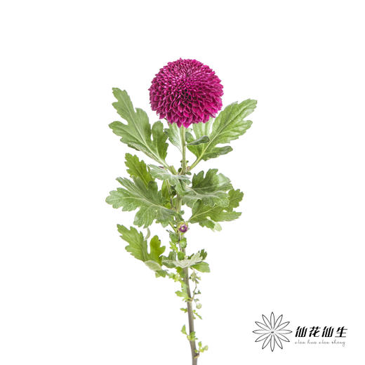 小菊 | 乒乓菊紫色 商品图5