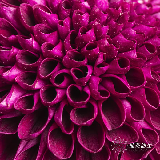 小菊 | 乒乓菊紫色 商品图2